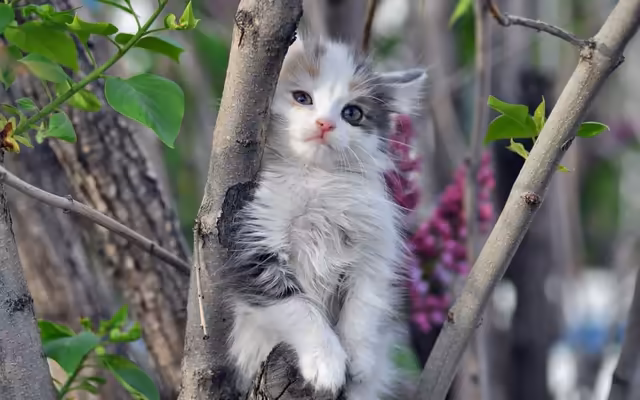 Fluffy Kitten With Pink Flowers Garden