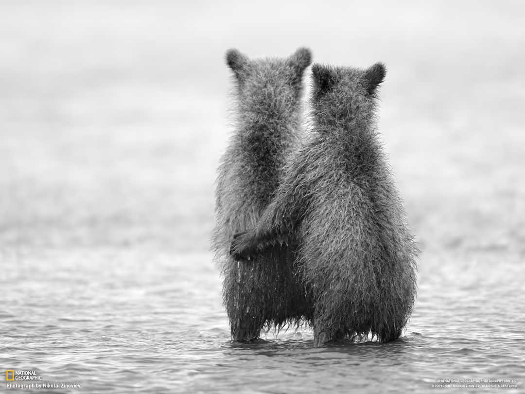 Two furry bears standing together in shallow water, viewed from behind in black and white, symbolizing companionship and frie