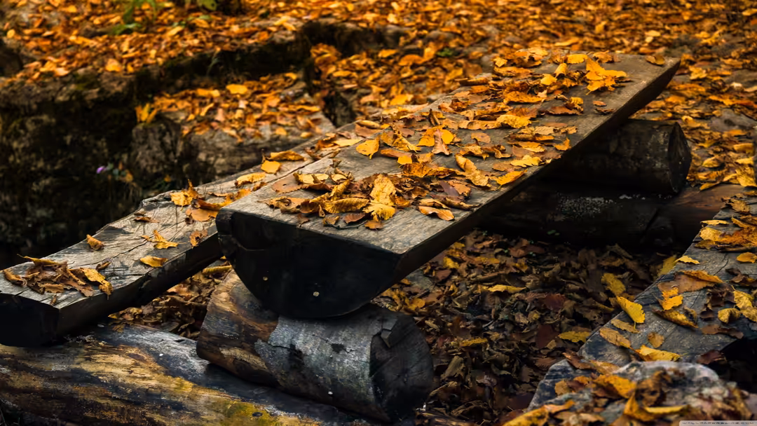 Golden autumn leaves scattered on a weathered wooden bench in natural daylight, creating a peaceful seasonal scene with warm