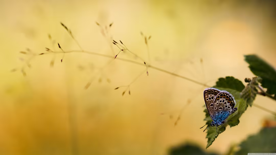Blue butterfly with spotted brown wings perched on green leaf against soft yellow blurred background in natural garden settin