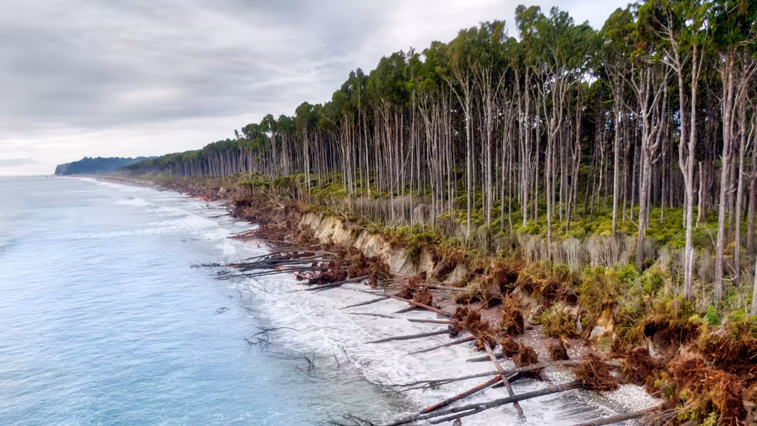 Dramatic coastal landscape featuring tall eucalyptus trees lining eroded cliffs overlooking turbulent ocean waters under over