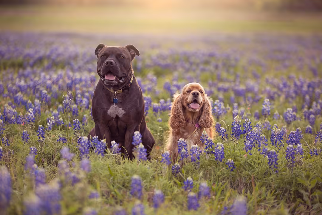 Two happy dogs, one dark and one golden, standing together in a vibrant purple lavender field under soft golden sunlight