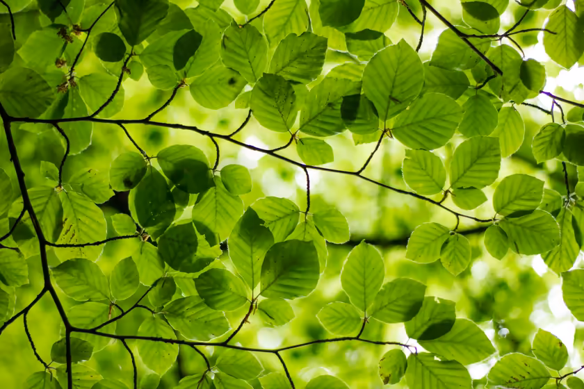 Fresh Green Leaves and Branches