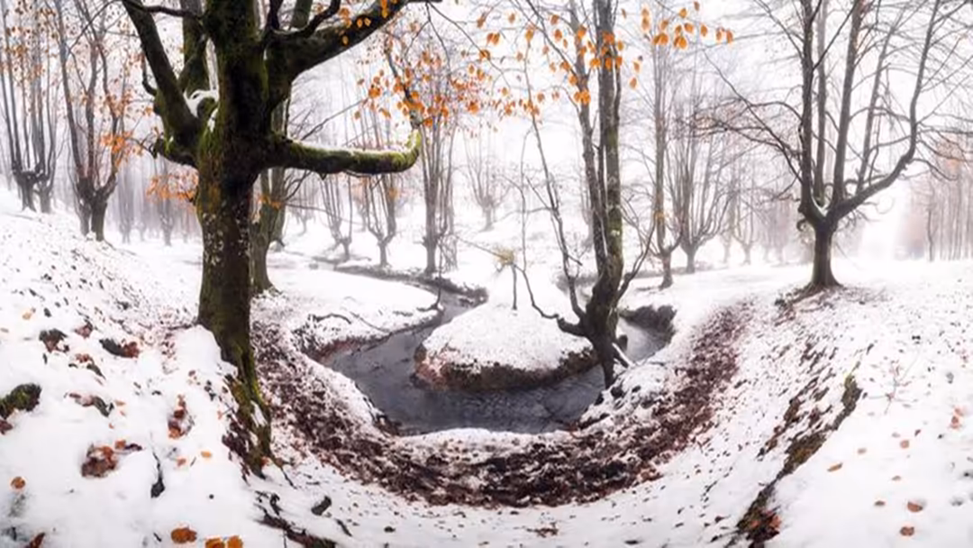 Serene snowy forest with moss-covered trees, a frozen stream running through white snow-covered terrain, and golden autumn le
