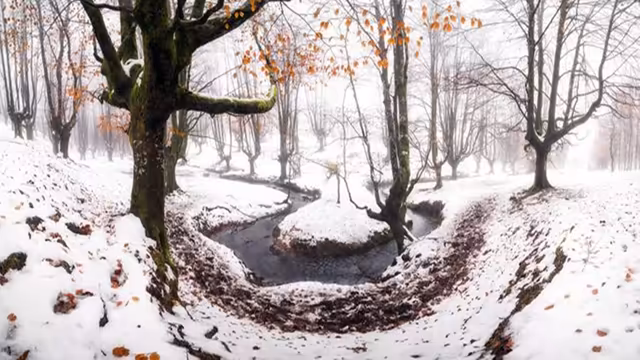 Snowy Forest Stream Winter Landscape