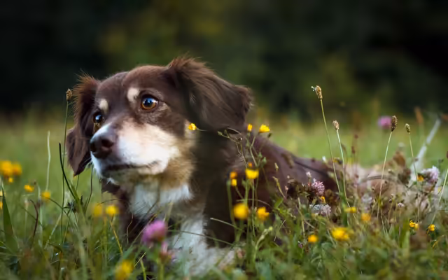 Curious Dog In Wildflower Meadow