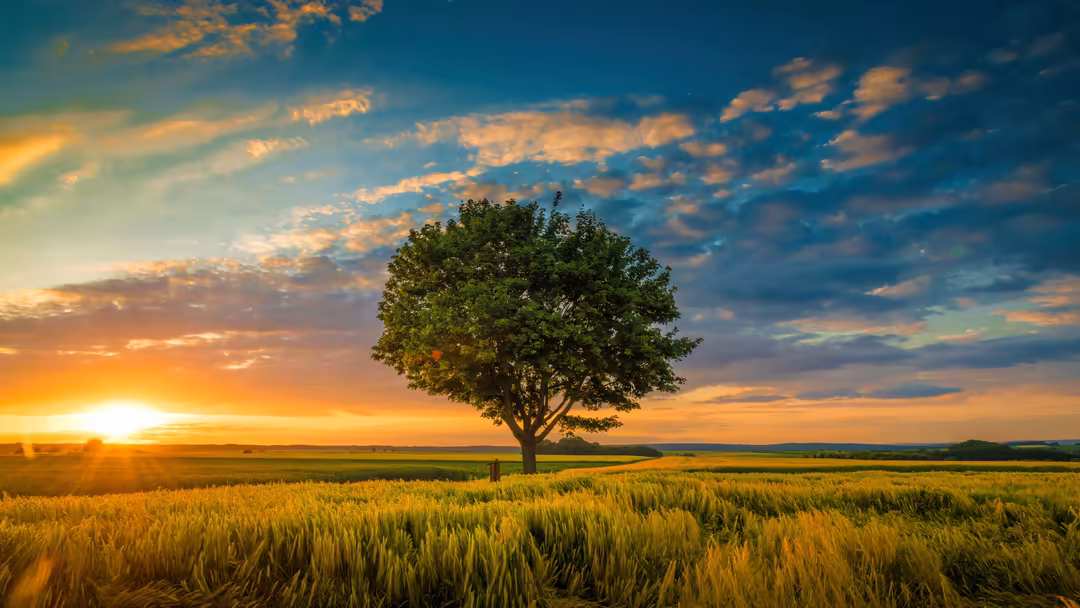 Solitary green tree standing in a golden wheat field at sunset with warm orange sky and blue clouds overhead