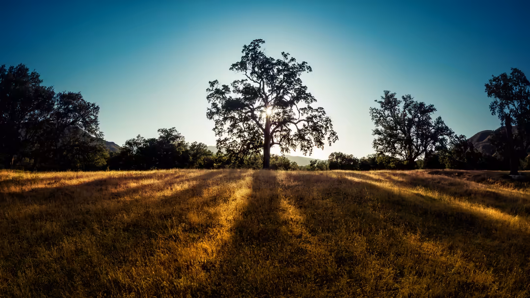 A majestic solitary tree stands centered in a vast golden savanna under clear blue sky with sun rays illuminating the dry gra