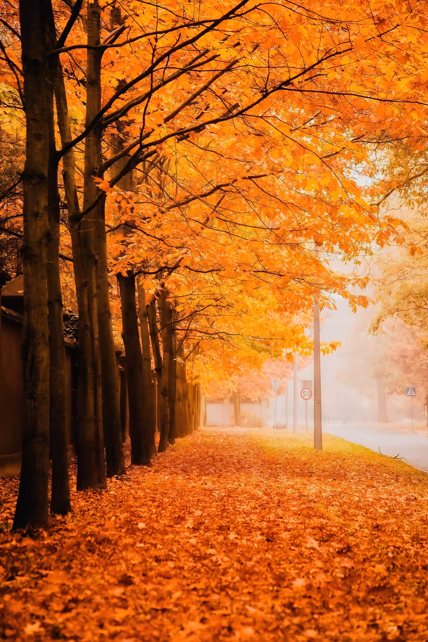 Golden Autumn Trees Path