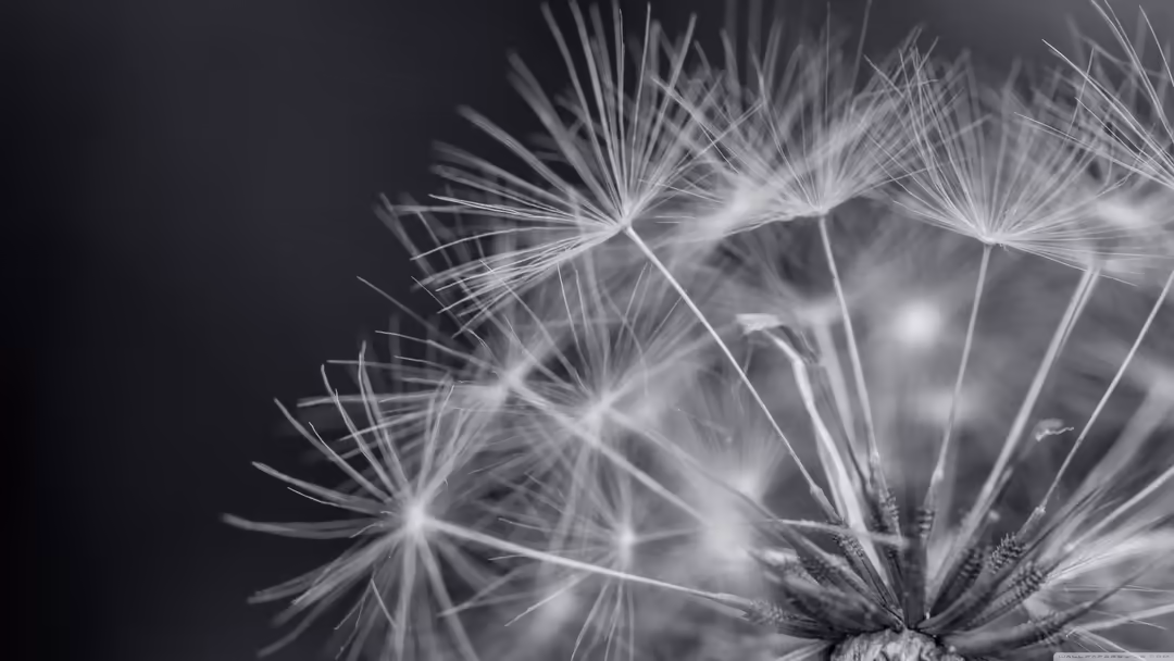 Close-up macro photography of delicate dandelion seedheads with fine wisps against a dark black background in monochrome