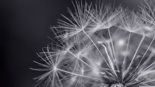 Delicate Dandelion Seeds Black White
