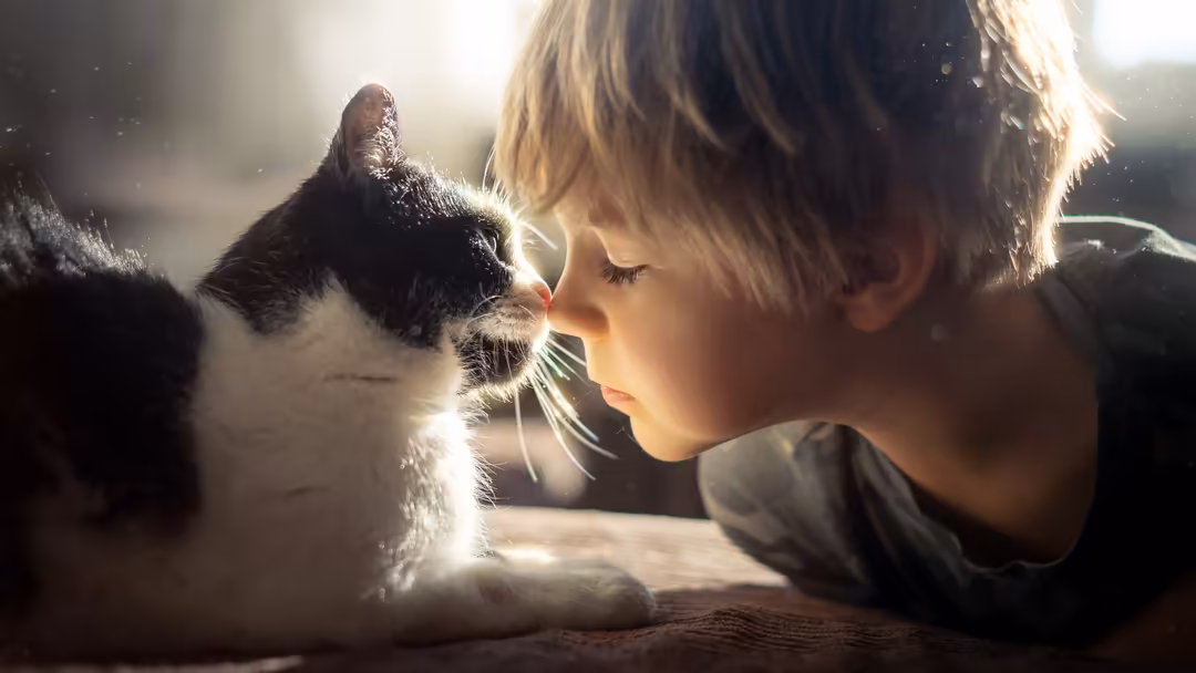 Young child with blonde hair gazing at black and white kitten in warm golden sunlight, capturing an innocent and tender momen