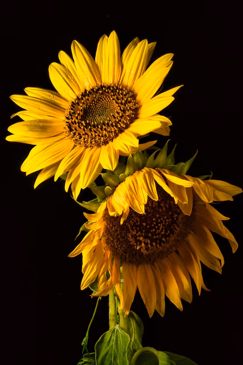 Vibrant Sunflowers Against Black Background