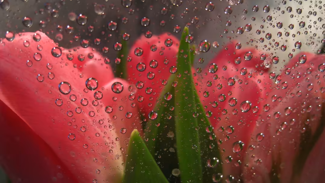 Pink flower petals covered in glistening water droplets with green leaves, fresh morning dew macro photography with blurred b