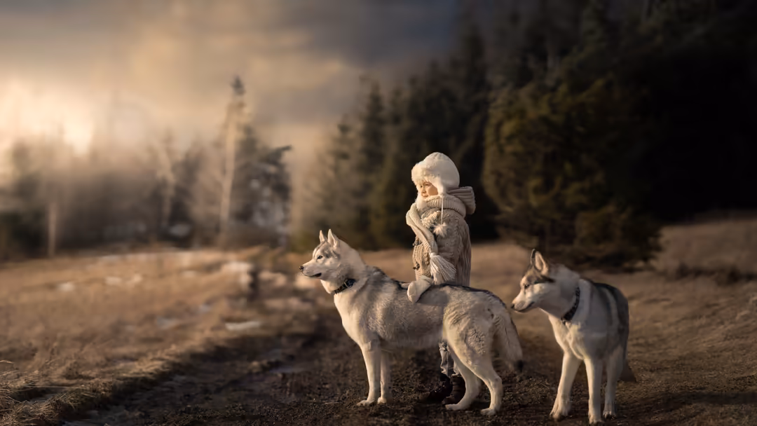 Child in winter coat sitting on husky dog with two other huskies in snowy forest landscape during golden hour sunlight
