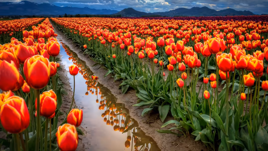 Expansive field of vibrant red and golden-yellow tulips with blue snow-capped mountains under cloudy sky in spring