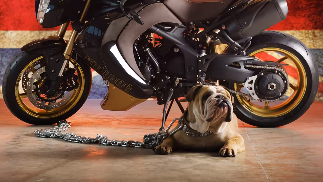 Muscular bulldog chained to a sleek black motorcycle with gold wheels against a colorful striped background