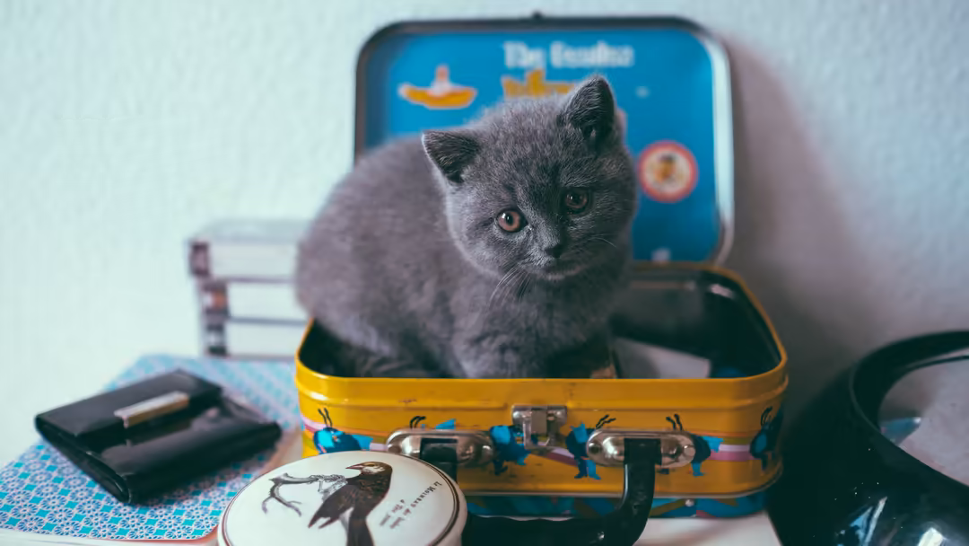 Gray kitten peeking out from a yellow vintage suitcase surrounded by retro items and decorative elements