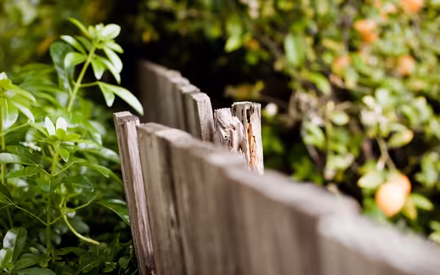Weathered Wooden Fence Garden Blooms