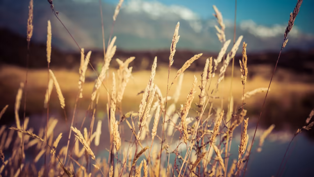 Close-up of golden wheat stalks swaying in a field under a bright blue sky with soft clouds at sunset hour