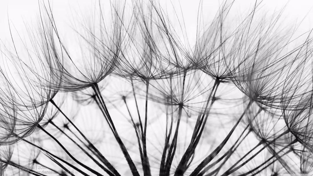 Close-up of dandelion seedhead with delicate filaments against a soft white background in monochrome black and white photogra